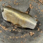 壮士 - コハダのアップ