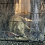 イル・ピッツァイオーロ - 