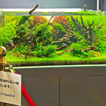 らぁめん 信 - 綺麗なネオンテトラや海藻が入りました