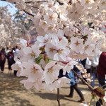 三忠食堂 - 満開のソメイヨシノ