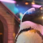 ペンギンのいるダイニングバー沖縄 - 