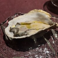 Potoro - 