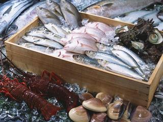 Gumpachi - 福井の定置網漁師から直接買い付ける新鮮な魚介類