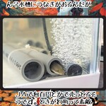 菜食健美 里味 - 餌は川エビ。水槽内のものを食べ尽くしたそうです