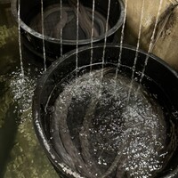 うなぎのしろむら - 