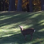 鳴沢ゴルフ倶楽部 - 日本カモシカ