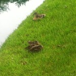 鳴沢ゴルフ倶楽部 - かるガモ