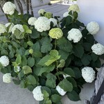 DADA - エソトラソスには紫陽花が…