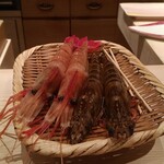鮨 銀座 おのでら - ボタン海老と車海老(コースにはボタン海老)