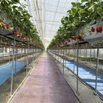 ラ トラットリア エストルト - 