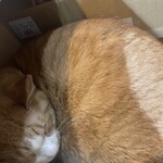 家庭料理 てまり - 