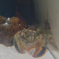 鉄板グリル鎌倉山 - 待合室の水槽にいるオマール海老