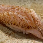 江戸富士 - 金目鯛（多分？）