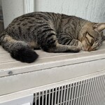 ショップたけざき - 