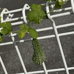 インデアンレストラン  ニューミラ - 