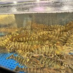 うおいち - 車エビの生簀