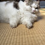 れすとらん駒 - 寝起き