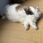 れすとらん駒 - 実物は意外と大きい