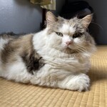 れすとらん駒 - 看板猫ラッキーくん