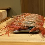 鮨 十兵衛 - 赤海老