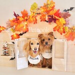 Petcook Cafe - 