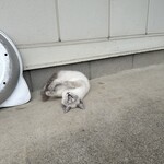 おかし工房Botan - 