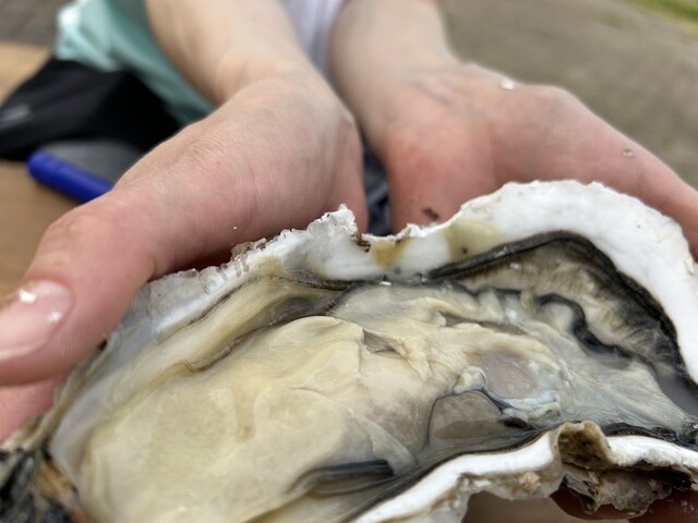 道の駅やまだおいすた - 陸中山田（道の駅）の写真