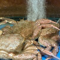 かに道楽 新宿本店 - 