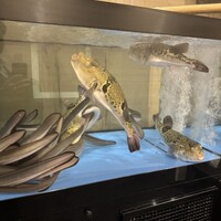 福乃城 -  福乃城 -