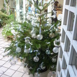 フレッシュクリーム - 中庭のクリスマスツリー