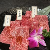 PONGA PREMIUM - 