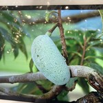 クイントカント - 