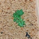 焼鳥ごりょう - お土産