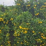 キッチン ブルー グローブ - 沢山のみかん！？