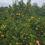 キッチン ブルー グローブ - 帰り道