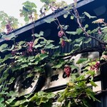 French Italian 桜moon - 