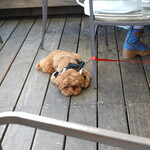 T.Y.HARBOR - ほしいアーロンなのです！！