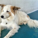 海カフェ・ループホール - 