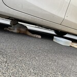 伊達屋 - 伊達屋の招き猫？