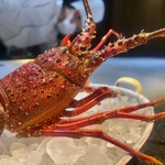 鉄板焼 石狩 - 伊勢海老さん！生きていました