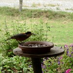 くつきそば 永昌庵 - ヤマガラさん