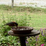 くつきそば 永昌庵 - ヤマガラさん