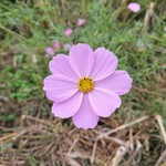 メイキッス - ピンク色