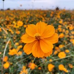 メイキッス - オレンジ色