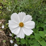 メイキッス - 白色