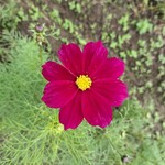 メイキッス - 赤紫色