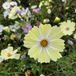 メイキッス - 黄色