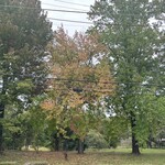 西洋料理店 エスコフィエ - 