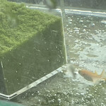 ニュー高根 - 5月に来た時に7匹500円で買って帰ったヒメダカは6月に卵を産み、それが孵化して9月には小さいながら親になって卵を産み始めた。でもなかなかその卵が上手く育たない。初代も徐々に脱落してついに残り1匹に