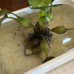 ニュー高根 - 小さなヒメダカ成長中^_^